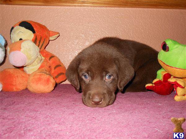 Puppies in CO